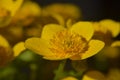 Caltha palustris Royalty Free Stock Photo