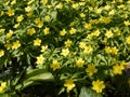 Caltha palustris