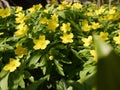 Caltha palustris