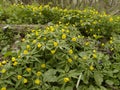 Caltha palustris