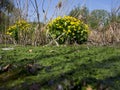 Caltha palustris