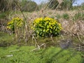 Caltha palustris