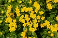 Caltha palustris