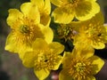 Caltha palustris, marsh-marigold and kingcup five petal-like, brightly colored yolk yellow inverted egg-shaped sepals. Beautiful