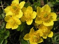 Caltha palustris, marsh-marigold and kingcup five petal-like, brightly colored yolk yellow inverted egg-shaped sepals. Beautiful