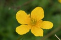 Caltha palustris, marsh-marigold, kingcup on green background with many stamens