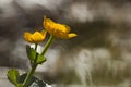 Caltha palustris, marsh-marigold or kingcup in the morning, Vosges, France
