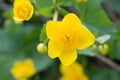 Caltha palustris, marsh-marigold,  kingcup yellow flowers Royalty Free Stock Photo