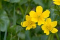 Caltha palustris, marsh-marigold kingcup yellow spring flowers Royalty Free Stock Photo