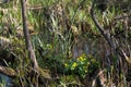 Caltha palustris,  marsh-marigold yellow flowers selective focus Royalty Free Stock Photo