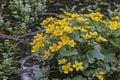 Caltha palustris in moor pond