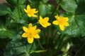 Caltha palustris plant and flowers.