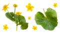 Caltha palustris. Set of the first spring flowers. Marsh marigold wild flower isolated on white background. King-cup set