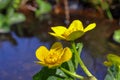 Caltha palustris yellow grows near a swamp in spring Royalty Free Stock Photo