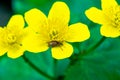 Caltha - spring moisture-loving flower near stream and in swamps, Yellow flower on which brown beetle weevil crawls Royalty Free Stock Photo