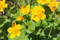 Caltha, yellow flower with bee, close up photo Royalty Free Stock Photo