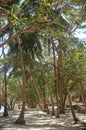 Calumbuyan island coconut trees in Coron, Palawan, Philippines Royalty Free Stock Photo