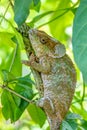 Blue-legged chameleon, Calumma crypticum, Reserve Peyrieras Madagascar Exotic wildlife