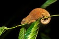 Blue-legged chameleon, Calumma crypticum, Reserve Peyrieras Madagascar Exotic wildlife Royalty Free Stock Photo