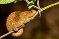 Blue-legged chameleon, Calumma crypticum, Reserve Peyrieras Madagascar Exotic wildlife