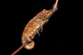 Calumma fallax, short-nosed deceptive chameleon, sitting on the tree branch in the nature habitat, Ranomafana NP. Endemic Lizard