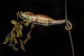 Calumma fallax, short-nosed deceptive chameleon, sitting on the tree branch in the nature habitat, Ranomafana NP. Endemic Lizard