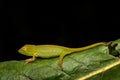Calumma glawi, Glaw\'s Chameleon, green chameleon lizard endemic