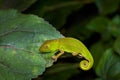 Calumma glawi, Glaw\'s Chameleon, green chameleon lizard endemic to eastern Madagascar, sitting on the leaves in the night,