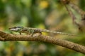 Calumma malthe, Malthe\'s green-eared chameleon, nature habitat. Green chameleon on the tree branch, Andasibe