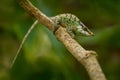 Calumma malthe, Malthe\'s green-eared chameleon, small lizard in the nature habitat.