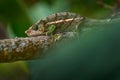 Calumma parsonii ssp. cristifer, Parson\'s chameleon, green forest vegetation. Chameleon in the