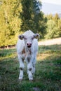 Calv of a charolais breed Royalty Free Stock Photo
