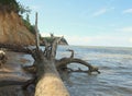 Calvart Cliffs in Maryland with a large fallen log resting on the beach side.