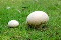 Calvatia gigantea mushroom Giant puffball in meadow. Giant puffball fungus - delicious and healthy food.