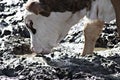 Calve grazing drinking closeup