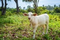 Calve grazing on a green meadow in sunny day. Farm animals.