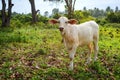 Calve grazing on a green meadow in sunny day. Farm animals.