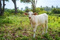 Calve grazing on a green meadow in sunny day. Farm animals.