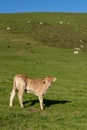 Calve grazing in the mountains, Erro valley