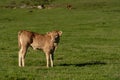 Calve grazing in the mountains, Erro valley