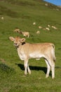 Calve grazing in the mountains, Erro valley