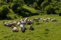 Calve grazing in the mountains, Erro valley