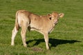 Calve grazing in the mountains, Erro valley,