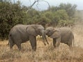 Calves of African Elephant Royalty Free Stock Photo