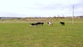 Calves with black and white fur graze in a clearing with green grass on a summer day. cow with a calf. In summer, little Royalty Free Stock Photo