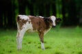 Calves Calf and Cows on the farm. Calf on the green meadow. Royalty Free Stock Photo