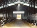 Calves in a cattle farm. Dairy farm.