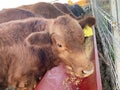 Calves eating grain on a small farm Royalty Free Stock Photo