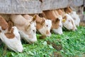 Calves eating green rich fodder