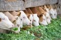 Calves eating green rich fodder